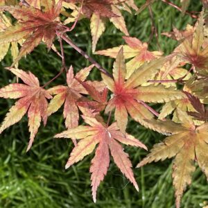 Acer palmatum 'Coral pink'