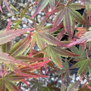 Acer palmatum 'Koriba'