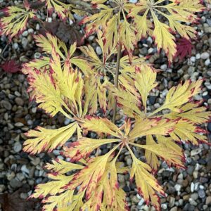 Acer japonicum 'Abby’s weeping'