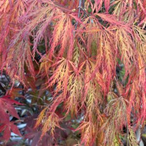 Acer palmatum 'Ornatum'