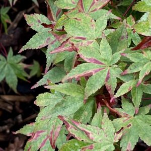 Acer palmatum 'Deshohjoh nishiki'