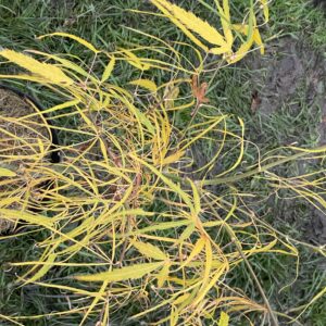 Acer palmatum 'Ao shime'