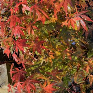 Acer Palmatum Cascade emerald