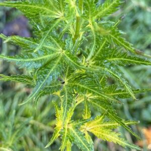 Acer palmatum Chiri hime