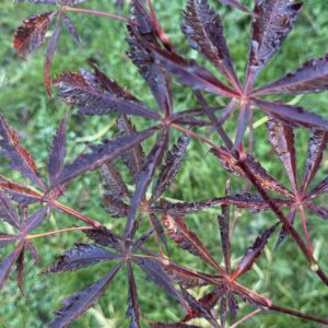 acer palmatum Don zuru boh