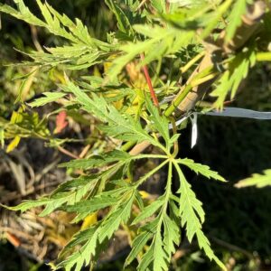 Acer palmatum Germaine's gyration