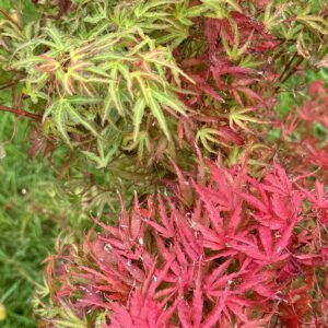 Acer palmatum Kamagata