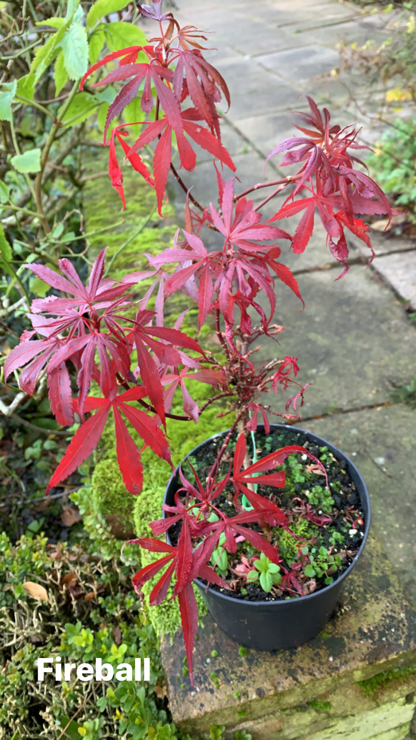 Acer palmatum fireball