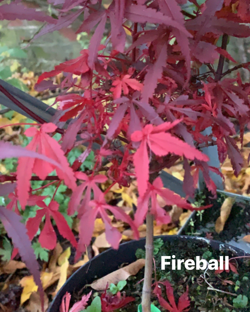 Acer palmatum fireball