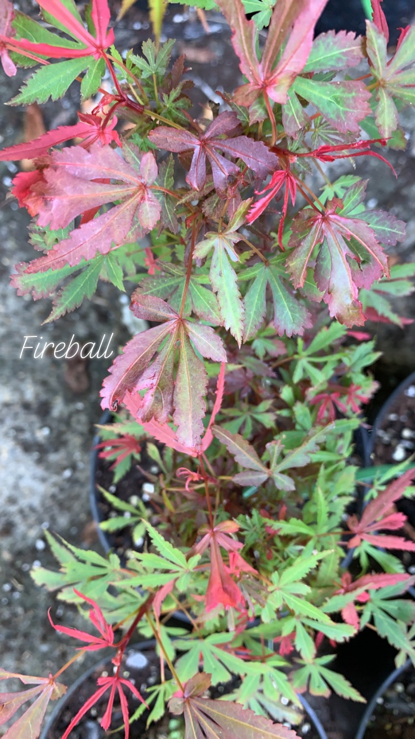 Acer palmatum fireball