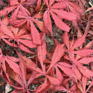 Acer palmatum Earthfire