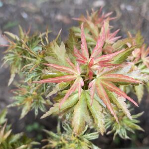 acer palmatum goshiki kotohime