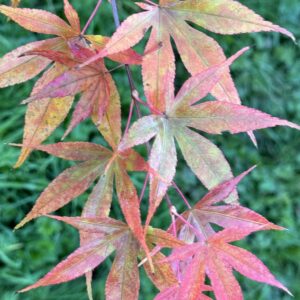 Acer palmatum Omato