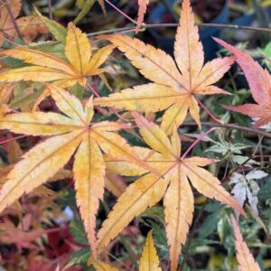 Acer palmatum 'Hama otome'