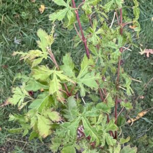 Acer palmatum fujin