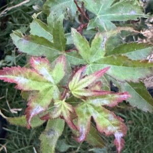 Acer palmatum Chishio hime