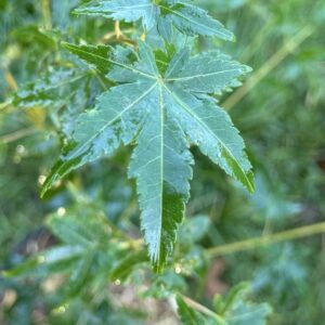 Acer palmatum Ao ba nishiki