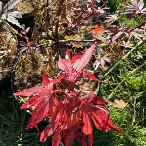Acer palmatum fireball
