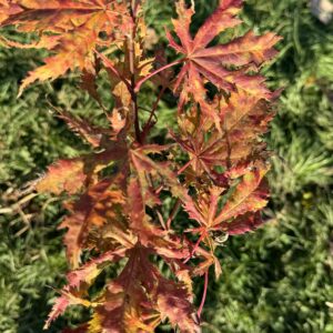 Acer palmatum Grandma ghost