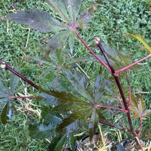Acer palmatum Edna Bergman