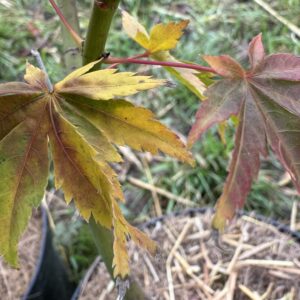 Acer palmatum Oh iso nishiki
