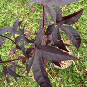 Acer palmatum Summer sunset