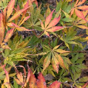 Acer palmatum 'Fudekage'