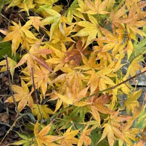 Acer palmatum golden pond