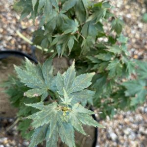 Acer palmatum Hupp's Dwarf