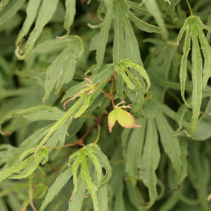 Acer palmatum hiryu