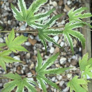 acer palmatum Iro iro