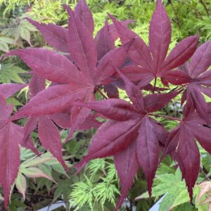 Acer palmatum Shohjoh nomura