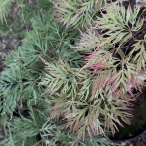 Acer palmatum Ellen