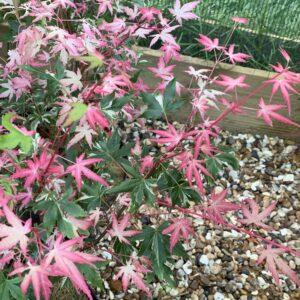 Acer palmatum Karasu gawa