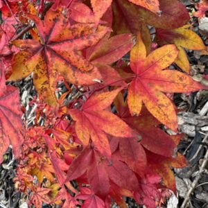 Acer palmatum 'yellow bird'