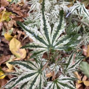 Acer palmatum 'Ikandi'
