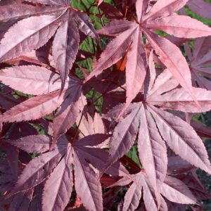 Acer palmatum red emperor