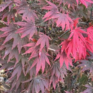 Acer palmatum Matsu kaze