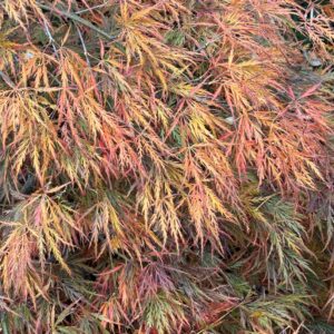 Acer palmatum Dragon's fire