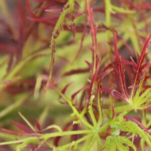 Acer palmatum 'Baby lace'
