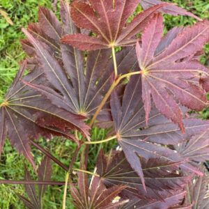 Acer palmatum 'Beni gasa'
