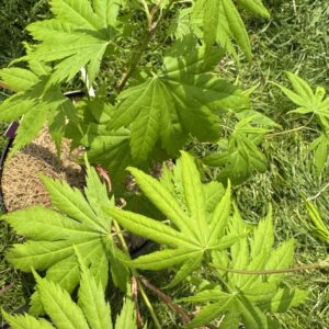 Acer palmatum 'Akishino'