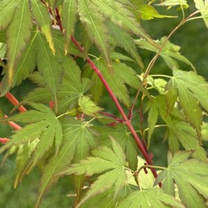 Acer palmatum Eddisbury