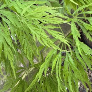 Acer palmatum 'Green mist'