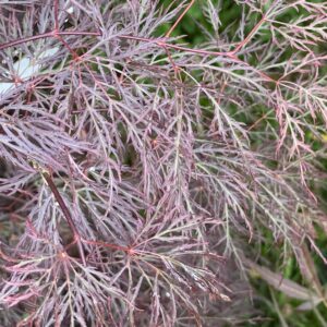 Acer palmatum 'Beni kumo no su'