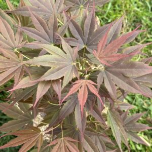 Acer palmatum Shikage ori nishiki