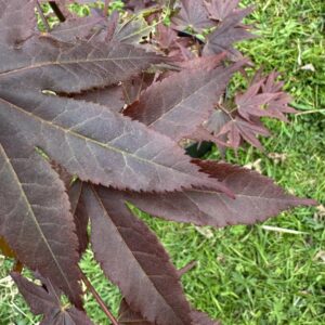 Acer palmatum Takao beni