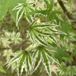 Acer palmatum 'Alpenweiss'