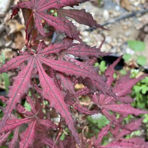 Acer palmatum 'Amagi shigure'