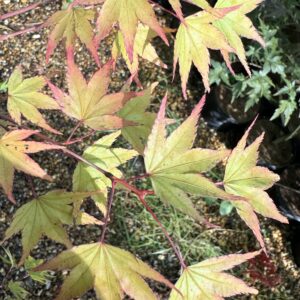 Acer palmatum 'Haibara'